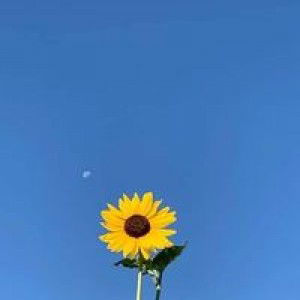 ใบ ตอง'ง ฯ. profile icon