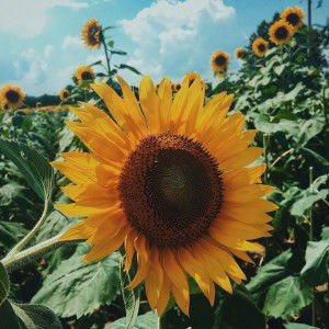 Panipak Pumma profile icon