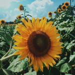 Panipak Pumma profile icon