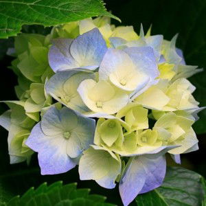 asridyani L-B profile icon