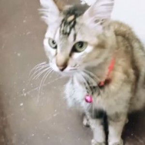 annisa anggraeni profile icon