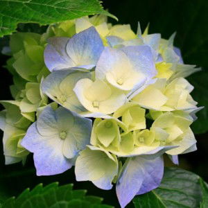 soguilon jobelle profile icon