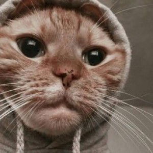 Nilam Chairulina profile icon