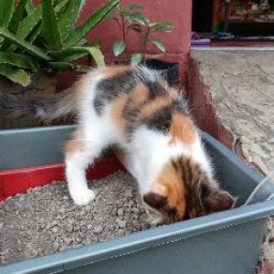 Fanny Yulianti profile icon