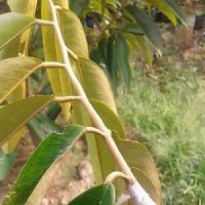 Kordinator Aksi profile icon