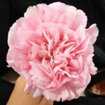 amirah izzati Mohamad profile icon