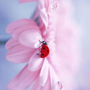 hasidah rosli profile icon