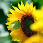 Issuchii Isti profile icon