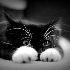 cat nun profile icon