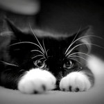 cat nun profile icon