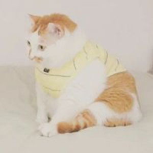 Shasha Hafiz profile icon