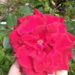 anis fadhilah profile icon