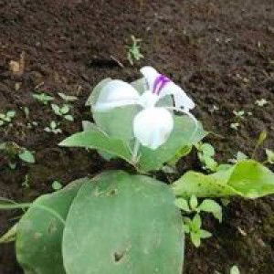 Siti Khoirul Fatiyah profile icon