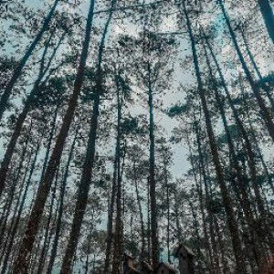 Ike NurSetya profile icon