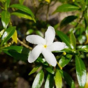 Nur Anita Palupi profile icon