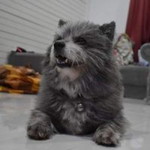 จารุชา ยะไวย์ profile icon