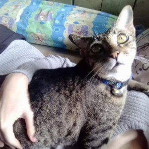 Tigger mycat profile icon