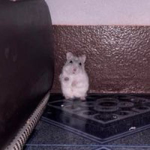 Boonyaporn Kunok profile icon