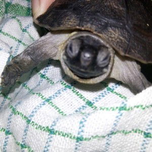 yenny hariyanti profile icon