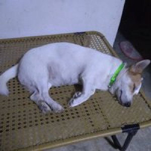 Pearl Aleman profile icon