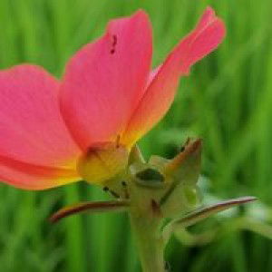 Elle Laluan profile icon