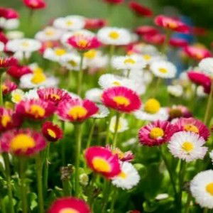 sisi sari profile icon