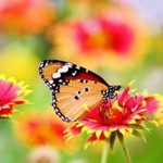 17EK06 27 profile icon