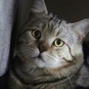 June Juniey profile icon