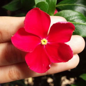 Najwa Shukri profile icon