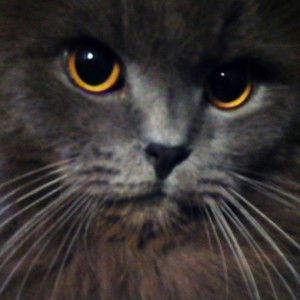 Adinda Putri Marzuki profile icon