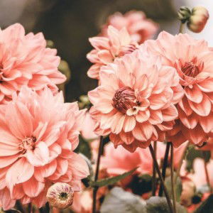 Osheen Ashril profile icon