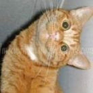 Bella Channel profile icon