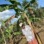 Danlord Lumbes Ramos profile icon