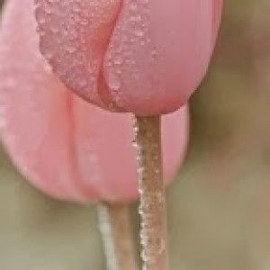 fatin aina profile icon