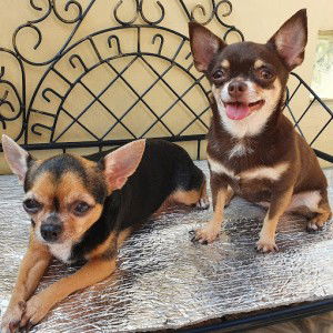 Angelica Cruz profile icon