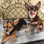 Angelica Cruz profile icon