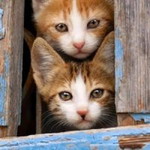 نور الفضله profile icon