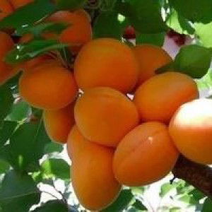 Nafisah profile icon