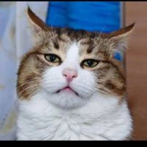 Kucing Comel profile icon