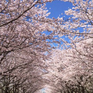 Saowaros Chorach profile icon