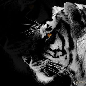 Atikah Kamarudin profile icon