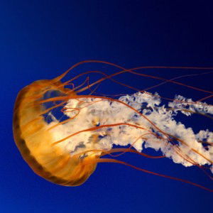 wintank profile icon