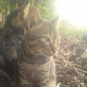 May Maisha profile icon