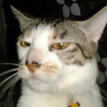 Dhillah Dhildhil profile icon