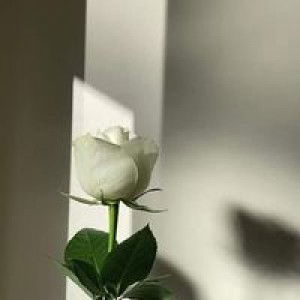 Sugar Brown profile icon