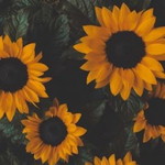 Novia Fitriany profile icon