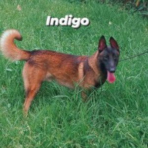 Krystal Lizardo profile icon