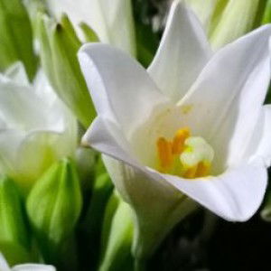 mirda yani profile icon