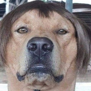 Ozzie MB profile icon