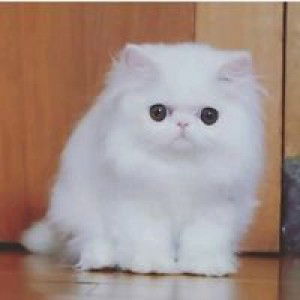 Kamila Ulfa profile icon